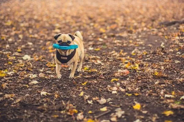 4 Itens Para Animais Indispensáveis na Vida do seu Pet