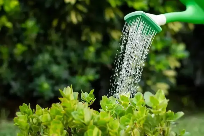 Como regar as plantas durante as férias