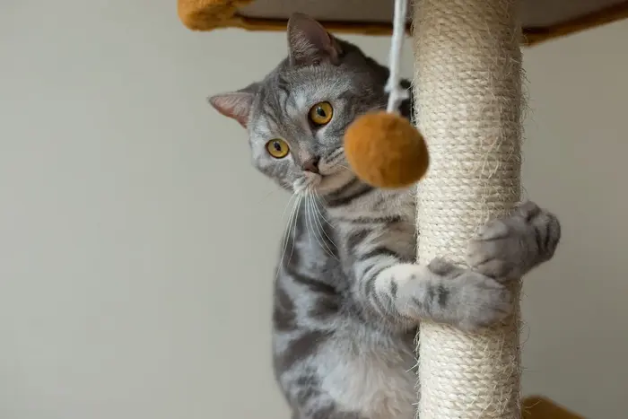 melhores-arranhadores-para-gatos