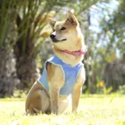 Colete para Cães InnovaGoods IG813888 Animais de Estimação - nacloset 2