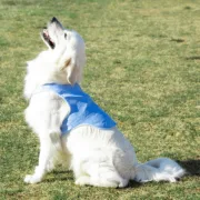 Colete Refrescante para Cães Grandes   – L Animais de Estimação - nacloset