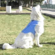 Colete Refrescante para Cães Grandes   – L Animais de Estimação - nacloset 2