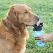 Garrafa Bebedouro de Água para Cães InnovaGoods Animais de Estimação - nacloset