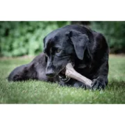 Mordedor para cão Nylabone Castanho Manteiga de amendoim XL Animais de Estimação - nacloset 2