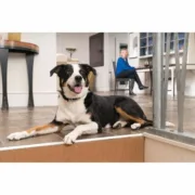 Coleira anti-latidos PetSafe Azul Animais de Estimação - nacloset 2