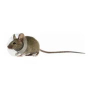 Coleira isabelina para roedores KVP Transparente 5.75-7.5 cm Animais de Estimação - nacloset