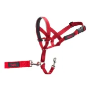 Coleira de Treino para Cães Company of Animals Halti Açaime (31-40 cm) Animais de Estimação - nacloset