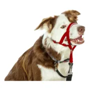 Coleira de Treino para Cães Company of Animals Halti Açaime (31-40 cm) Animais de Estimação - nacloset 2