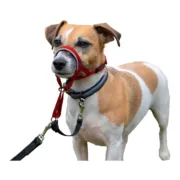Coleira de Treino para Cães Company of Animals Halti Açaime (46-62 cm) Animais de Estimação - nacloset 2
