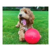 Brinquedo para cães Company of Animals Boomer Azul (100mm) Animais de Estimação - nacloset 2