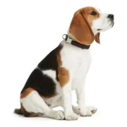 Coleira para Cães Alu-Strong Turquesa Tamanho S (30-45 cm) Animais de Estimação - nacloset 2