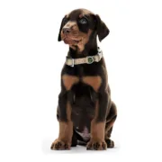 Coleira para Cães Hunter Alu-Strong Turquesa Tamanho L (45-65 cm) Animais de Estimação - nacloset 2
