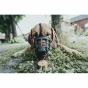 Açaime Gloria Albury Preto (Recondicionado B) Animais de Estimação - nacloset