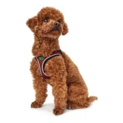 Arnês para Cães Hunter Hilo-Comfort XS-S Vermelho (37-42 cm) Animais de Estimação - nacloset 2