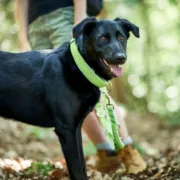 Coleira para Cães Hunter Vario Plus Fios Tamanho L Lima (40-60 cm) Animais de Estimação - nacloset 2