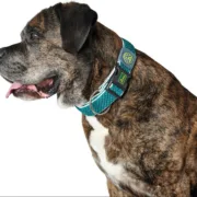 Coleira para Cães Hunter Plus Fio Turquesa 11 Animais de Estimação - nacloset