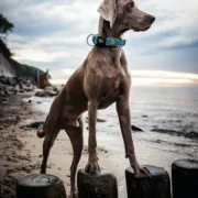 Coleira para Cães Hunter Plus Fio turquoise Turquesa Tamanho XL (45-70 cm) Animais de Estimação - nacloset 2