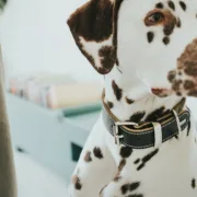 Coleira para Cães Hunter Aalborg Preto (20-24 cm) Animais de Estimação - nacloset 2