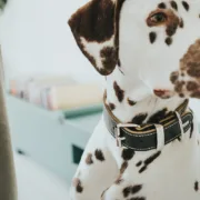 Coleira para Cães Hunter Aalborg Preto (24-30 cm) Animais de Estimação - nacloset 2