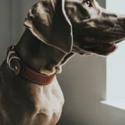 Coleira para Cães Hunter Aalborg Special Cognac Animais de Estimação - nacloset 2