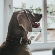 Coleira para Cães Hunter Aalborg Special Cognac Animais de Estimação - nacloset 2