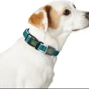 Coleira para Cães Hunter Basic Fio Azul Tamanho S Blue (30-43 cm) Animais de Estimação - nacloset