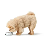 Comedouro para Cão Hunter Valencia Branco 700 ml Animais de Estimação - nacloset 2
