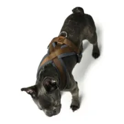 Arnês para Cães Hunter London Comfort 48-56 cm Castanho Tamanho S/M Animais de Estimação - nacloset