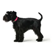 Coleira para Cães Hunter Convenience Cor de Rosa Tamanho M (38-46 cm) Animais de Estimação - nacloset 2
