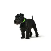 Coleira para Cães Hunter Convenience 23-31 cm Verde XS/S Animais de Estimação - nacloset 2