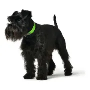 Coleira para Cães Hunter Convenience Tamanho M Verde (38-46 cm) Animais de Estimação - nacloset 2