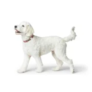 Coleira para Cães Hunter Inari Vermelho M 30-45 cm Animais de Estimação - nacloset 2
