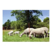 Barreira Kerbl 90 cm Animais de Estimação - nacloset 2