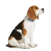 Coleira para Cães Hunter VARIO BASIC Azul M 30-45 cm Animais de Estimação - nacloset 2