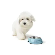 Comedouro para Cão Hunter Mayfair Azul 160 ml Animais de Estimação - nacloset 2
