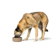 Comedouro para Cão Hunter OSBY Bege Cerâmica 1,1 L Animais de Estimação - nacloset 2
