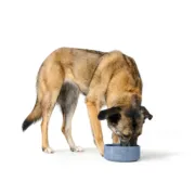 Comedouro para Cão Hunter OSBY Azul Cerâmica 1,1 L Animais de Estimação - nacloset 2
