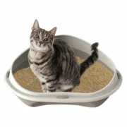 Caixa de Areia para Gatos Georplast GP10535 50 x 40 x 17 cm (7 Unidades) Animais de Estimação - nacloset 2