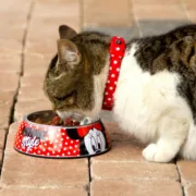 Comedouro para Cão Minnie Mouse 760 ml Melamina Metal Multicolor Animais de Estimação - nacloset 2