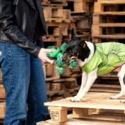 Brinquedo para cães The Avengers   Verde 100 % poliéster Animais de Estimação - nacloset 2