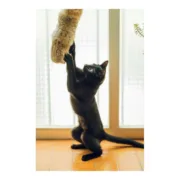 Brinquedo para gatos Gloria Gehry Almofada (40 x 11 cm) Animais de Estimação - nacloset 2