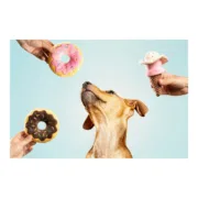 Brinquedo para cães Gloria Gloicecream 9 x 9 x 17 cm Gelado Animais de Estimação - nacloset 2