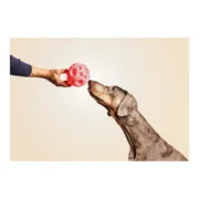 Brinquedo para cães Gloria Dispensador Guloseimas Borracha (12 cm) Animais de Estimação - nacloset 2