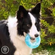 Brinquedo Mordedor Congelável para Animais de Estimação 2 em 1 Glubiz Animais de Estimação - nacloset
