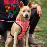 Arnês para Cães Marvel Reversível Vermelho XS Animais de Estimação - nacloset 2