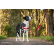 Arnês para Cães Red Dingo 36-50 cm Vermelho S Animais de Estimação - nacloset 2