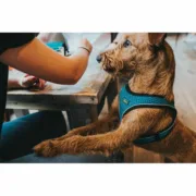 Arnês para Cães Hunter Preto 37-42 cm Antracite XS/S Animais de Estimação - nacloset 2
