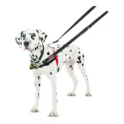 Arnês para Cães Company of Animals Halti Preto/Vermelho Tamanho M (58-86 cm) Animais de Estimação - nacloset 2