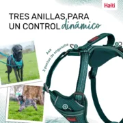Arnês para Cães Company of Animals Turquesa M 35-55 cm Animais de Estimação - nacloset 2
