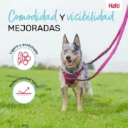 Trela para Cães Company of Animals Castanho-avermelhado L Animais de Estimação - nacloset 2
